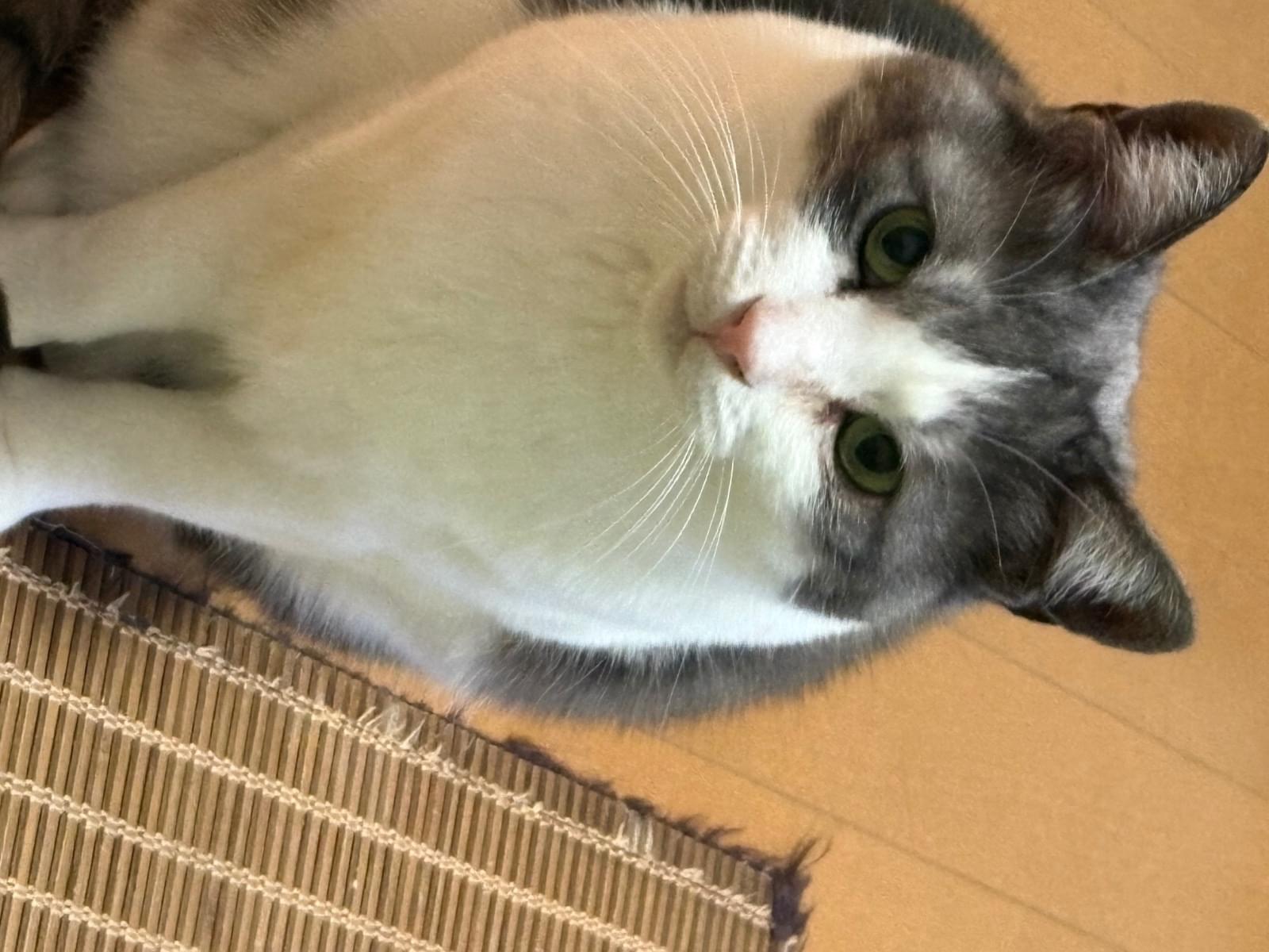 ばぶちゃん