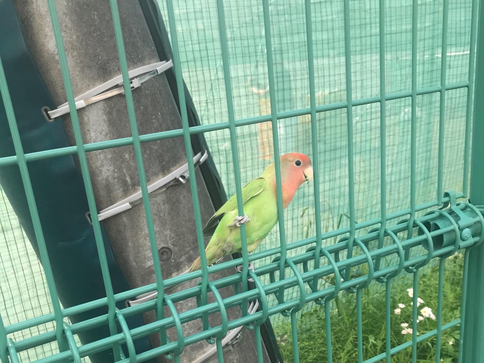 目撃された鳥 目撃された鳥