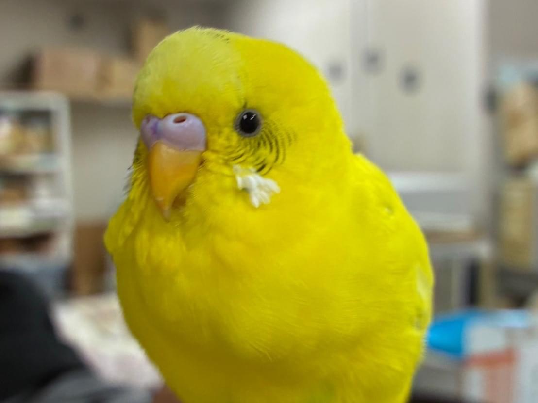 保護された鳥 保護された鳥