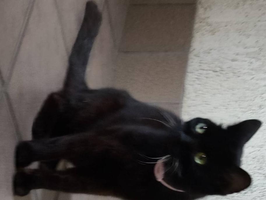 保護された猫 保護された猫