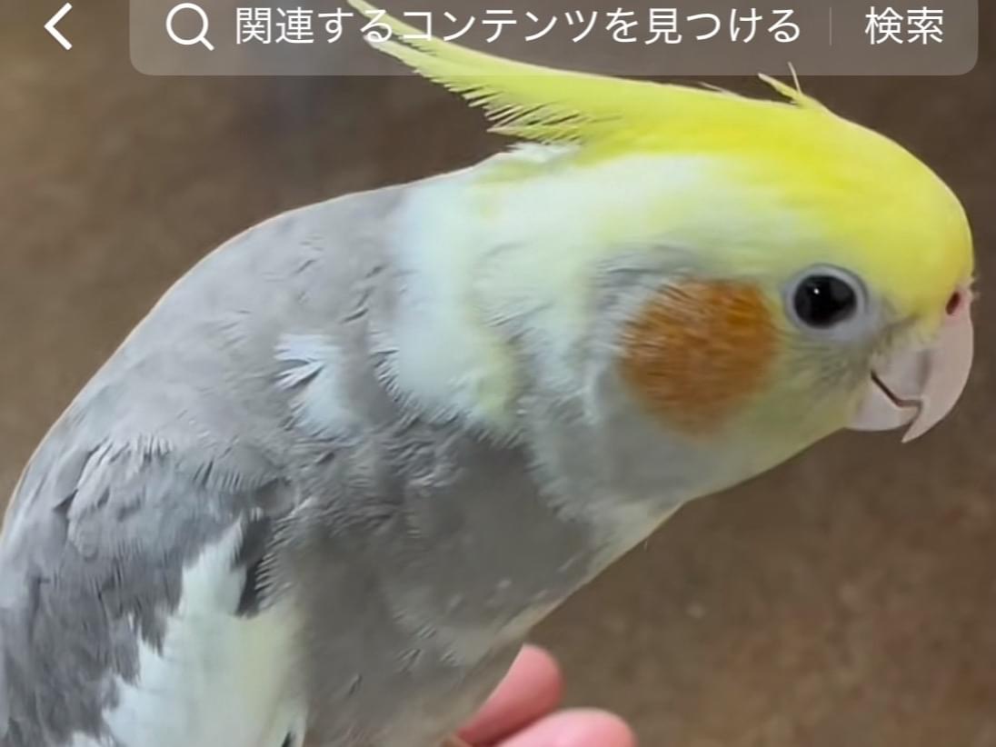 福ちゃん 福ちゃん