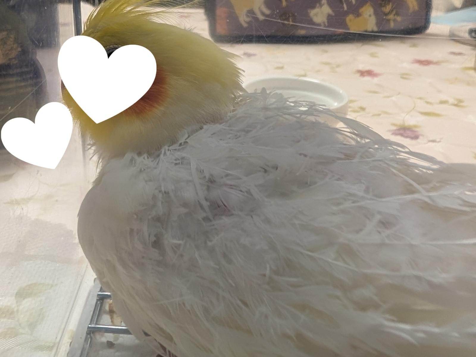保護された鳥 保護された鳥