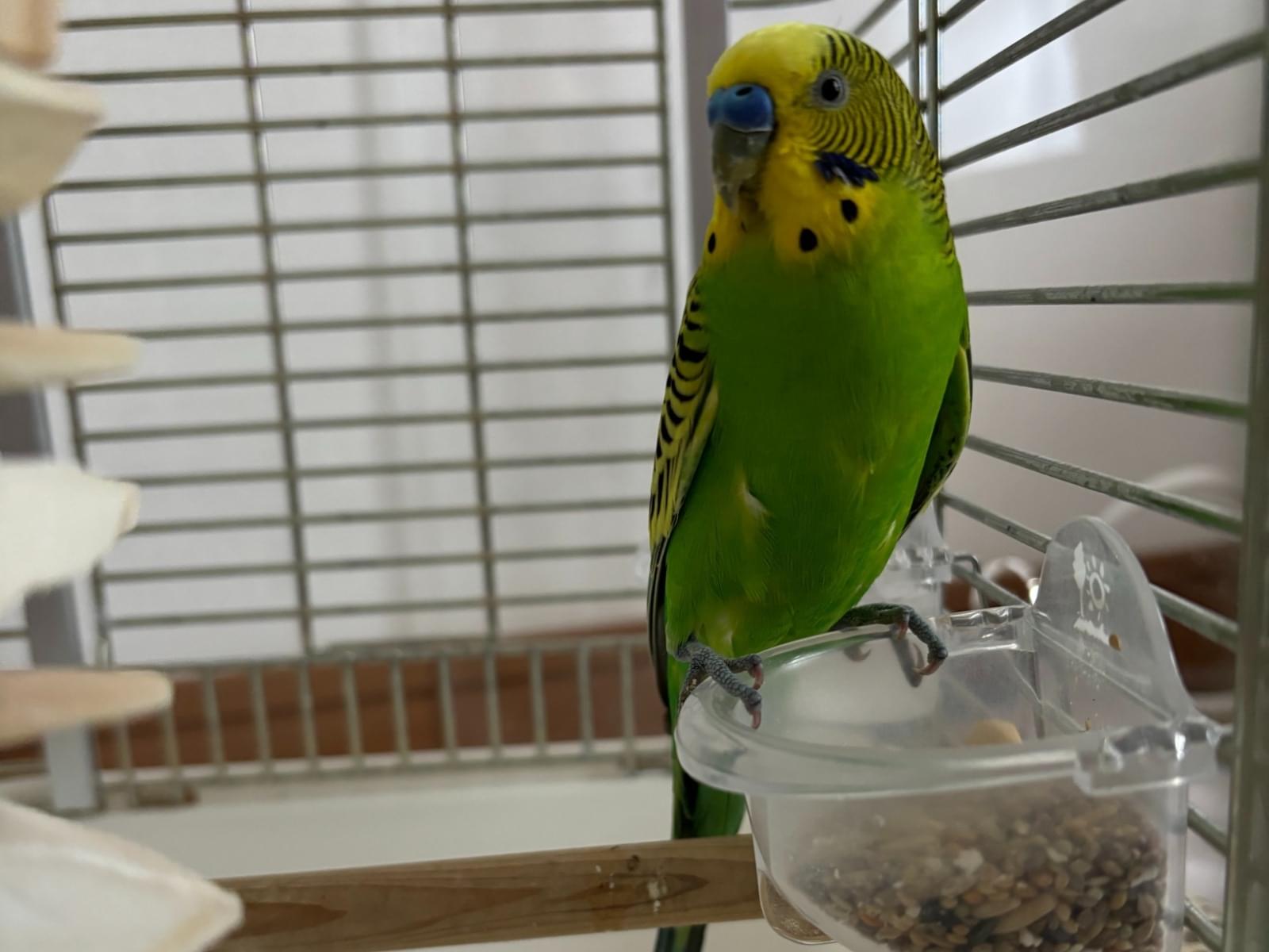 保護された鳥 保護された鳥