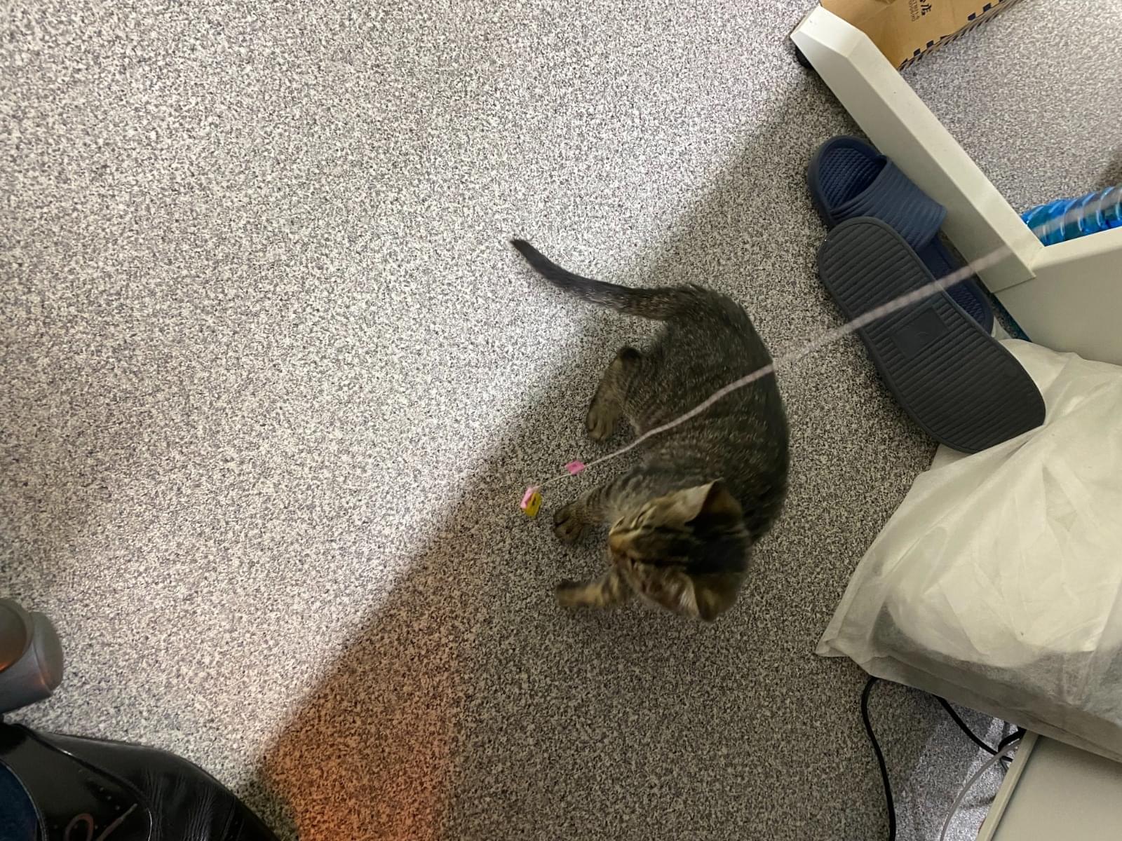 保護された猫 保護された猫