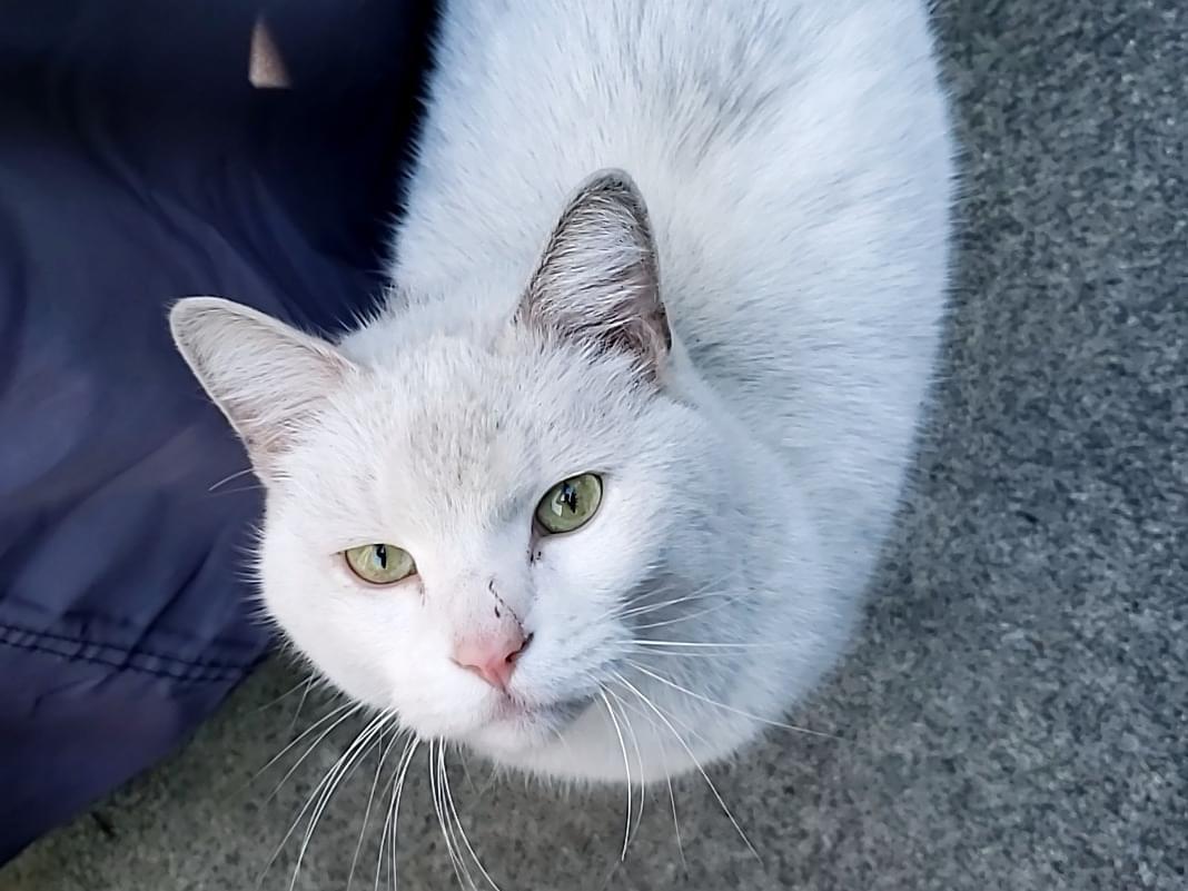 保護された猫 保護された猫