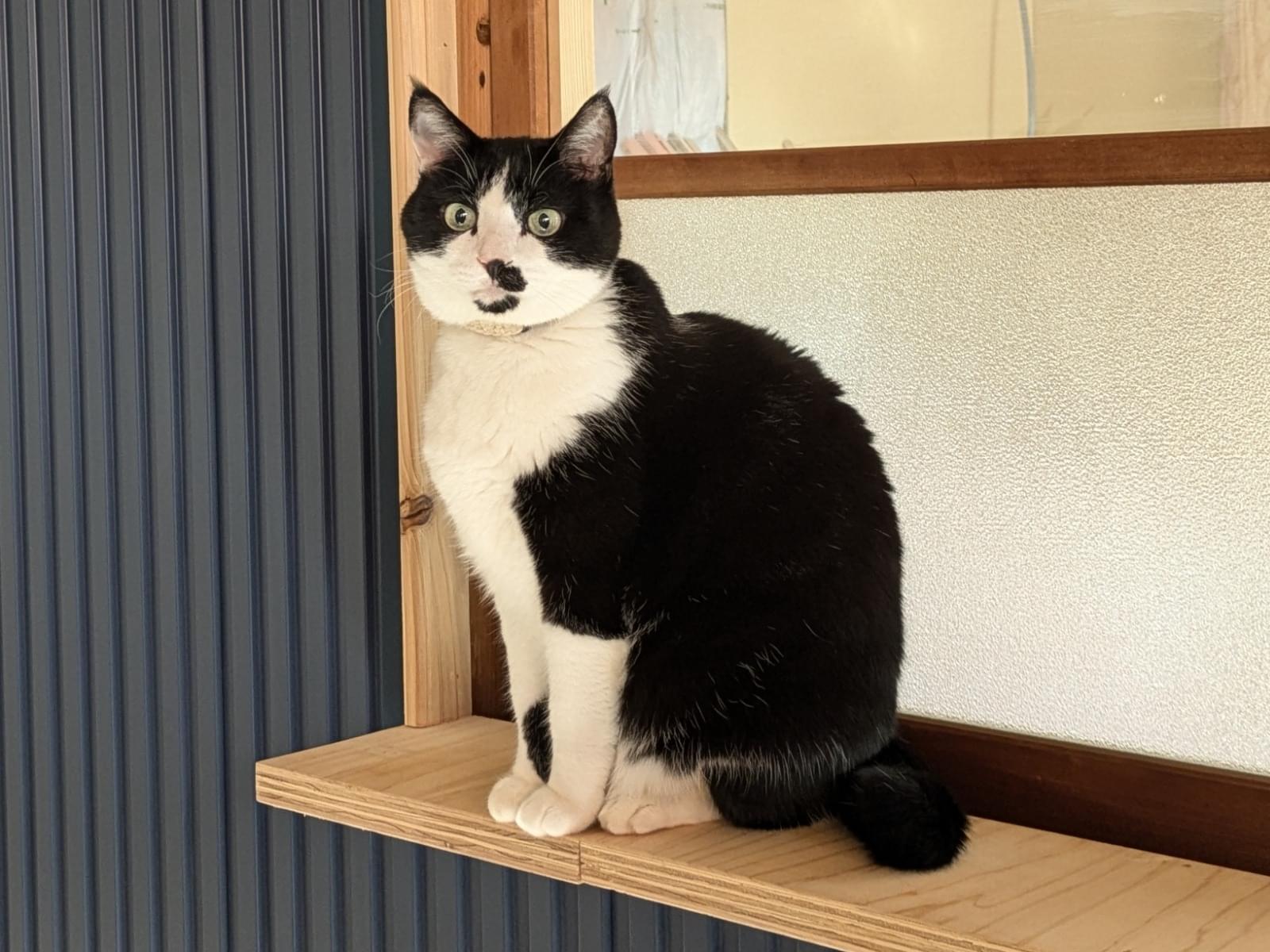 ちょびちゃん ちょびちゃん