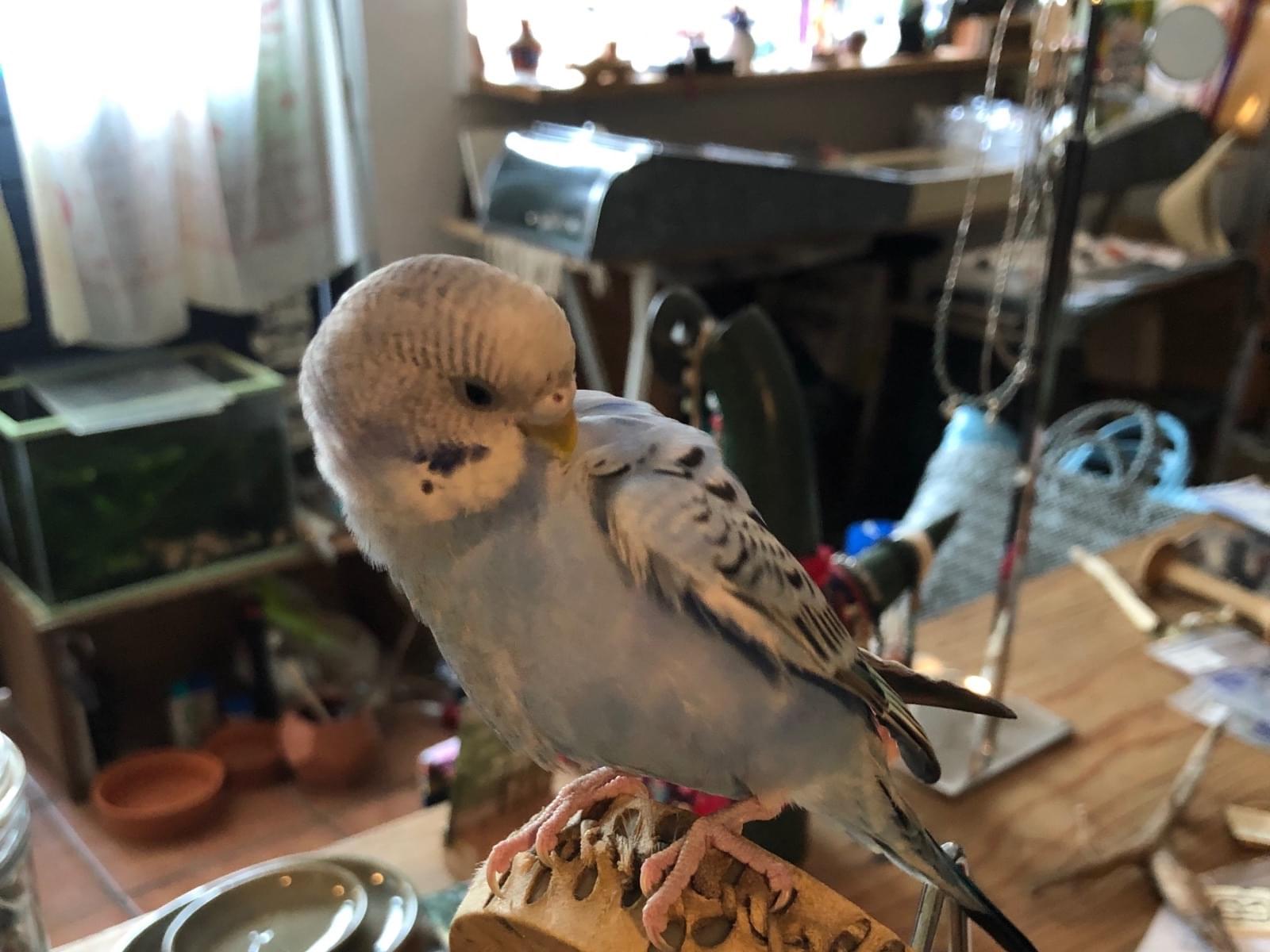 シャンティちゃん シャンティちゃん