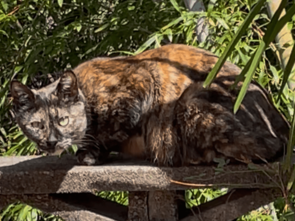 目撃された猫 目撃された猫