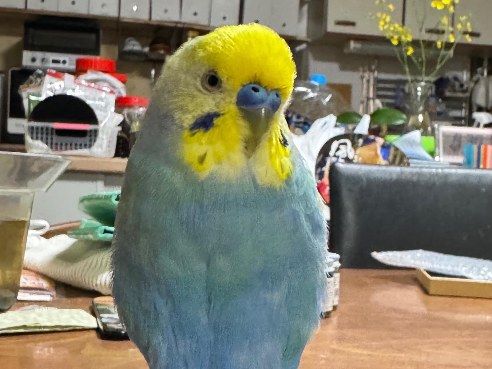 リボンちゃん リボンちゃん