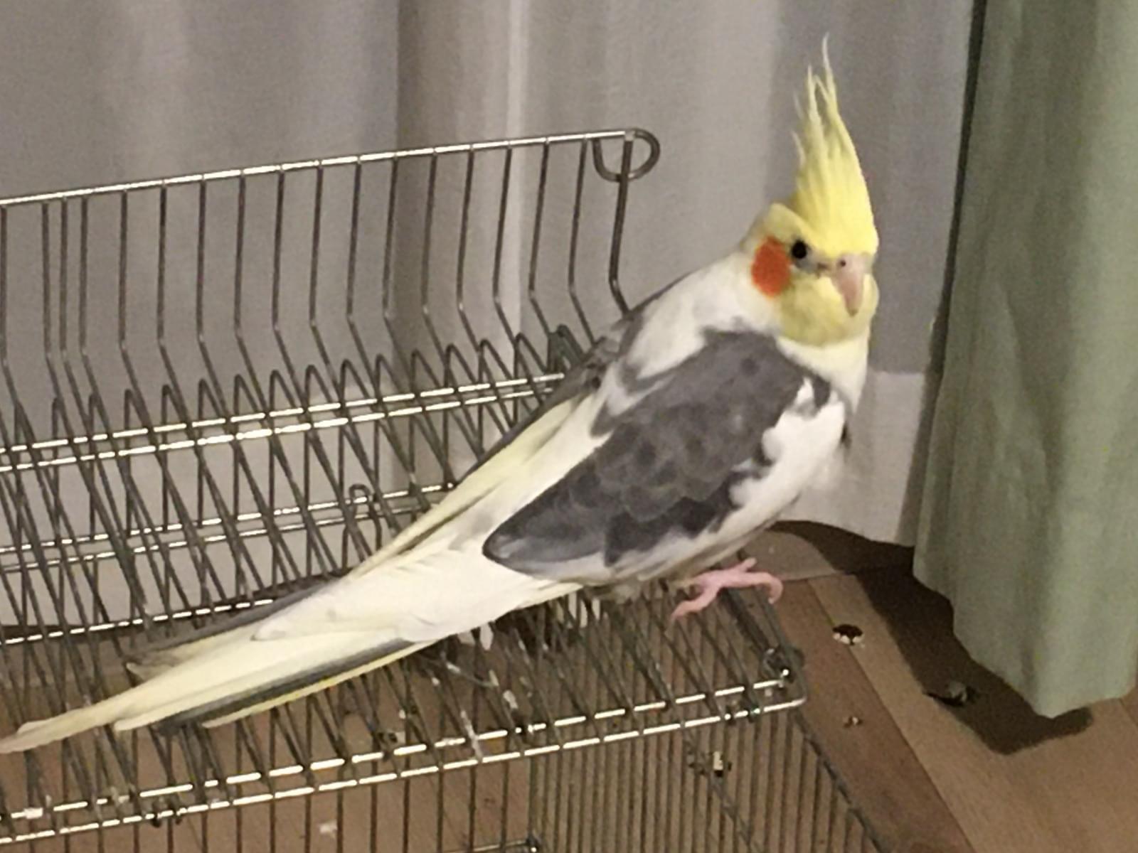あずきちゃん あずきちゃん