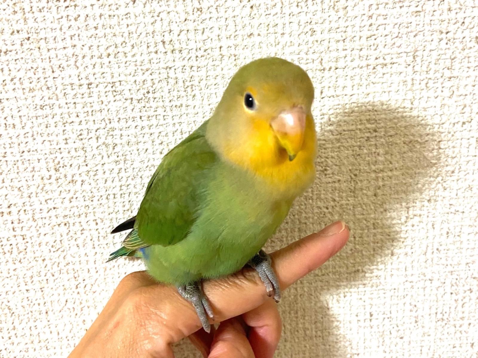 保護された鳥 保護された鳥