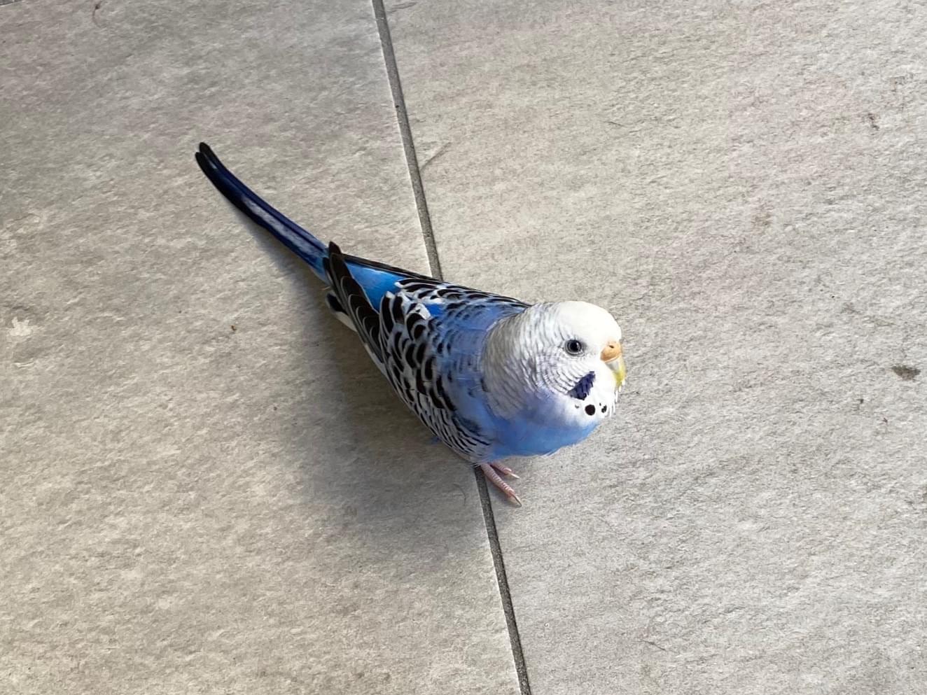 目撃された鳥 目撃された鳥