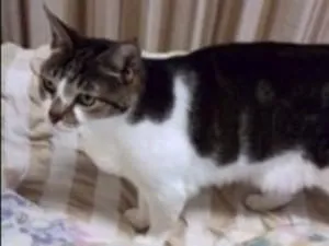 サバ白 キジ白ミックス猫捜索中