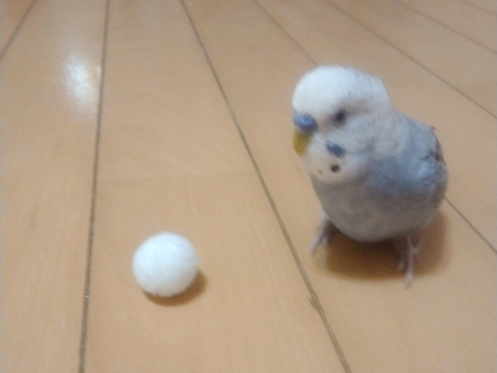 むぎちゃん むぎちゃん