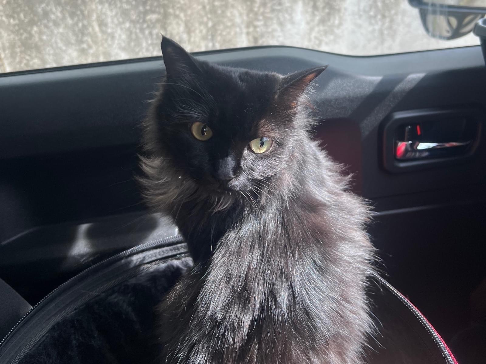 保護された猫