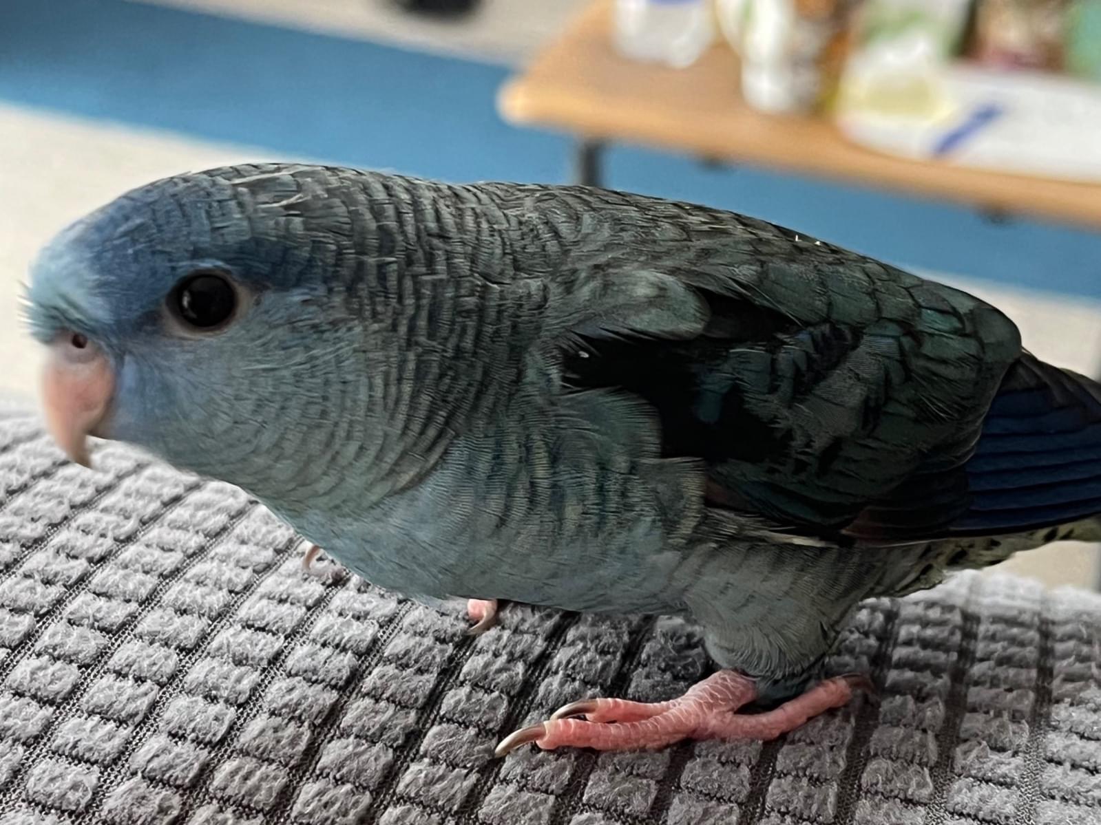 そらちゃん