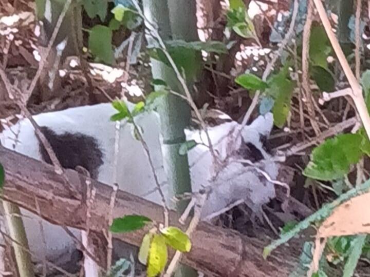 ミーちゃん ミーちゃん