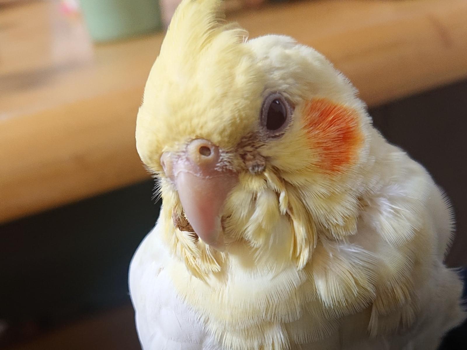 きなこちゃん きなこちゃん