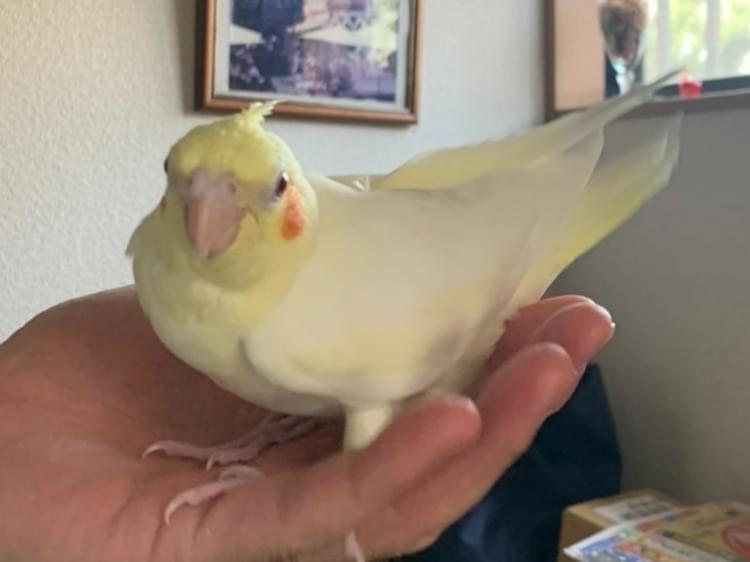 ぴーちゃん ぴーちゃん