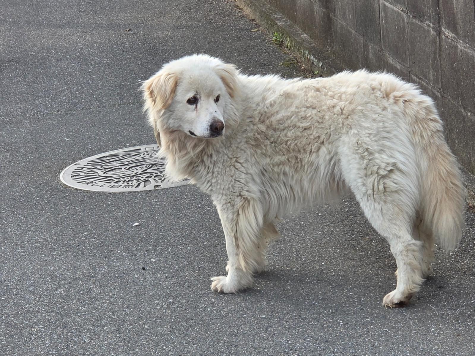目撃された犬