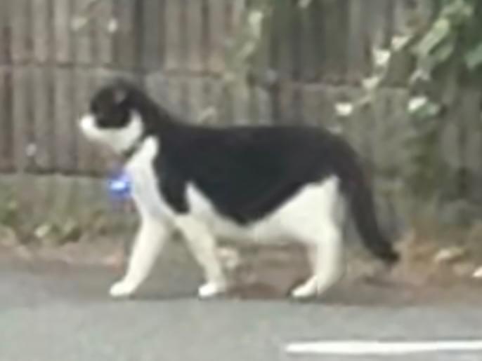 目撃された猫 目撃された猫
