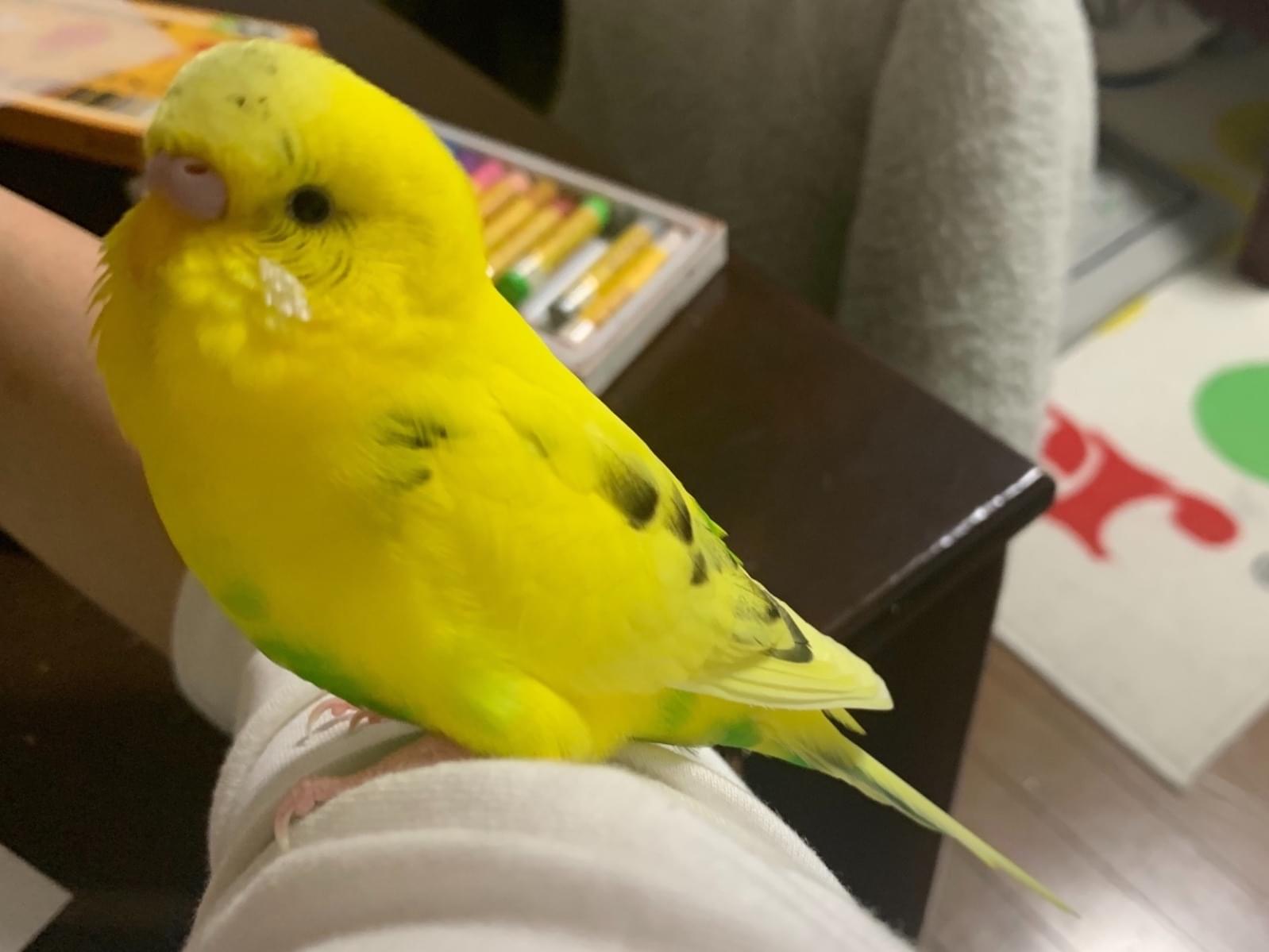 ピーマンちゃん ピーマンちゃん