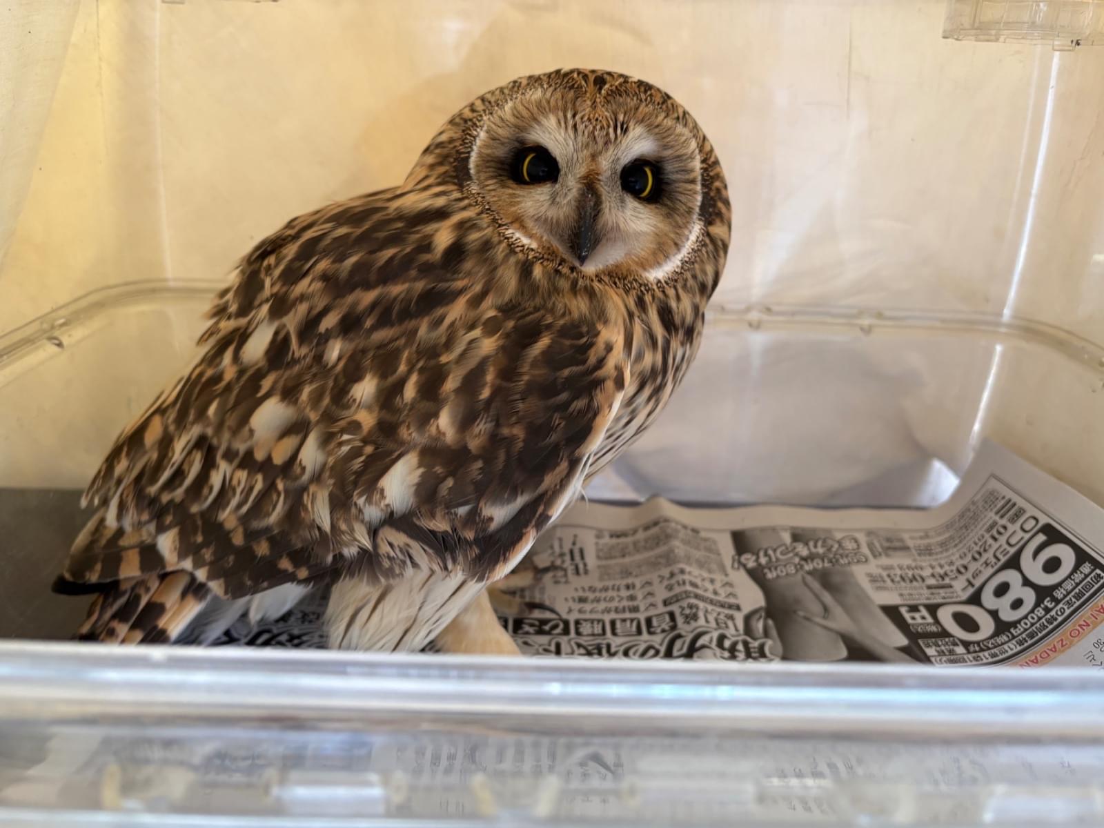 保護された鳥 保護された鳥