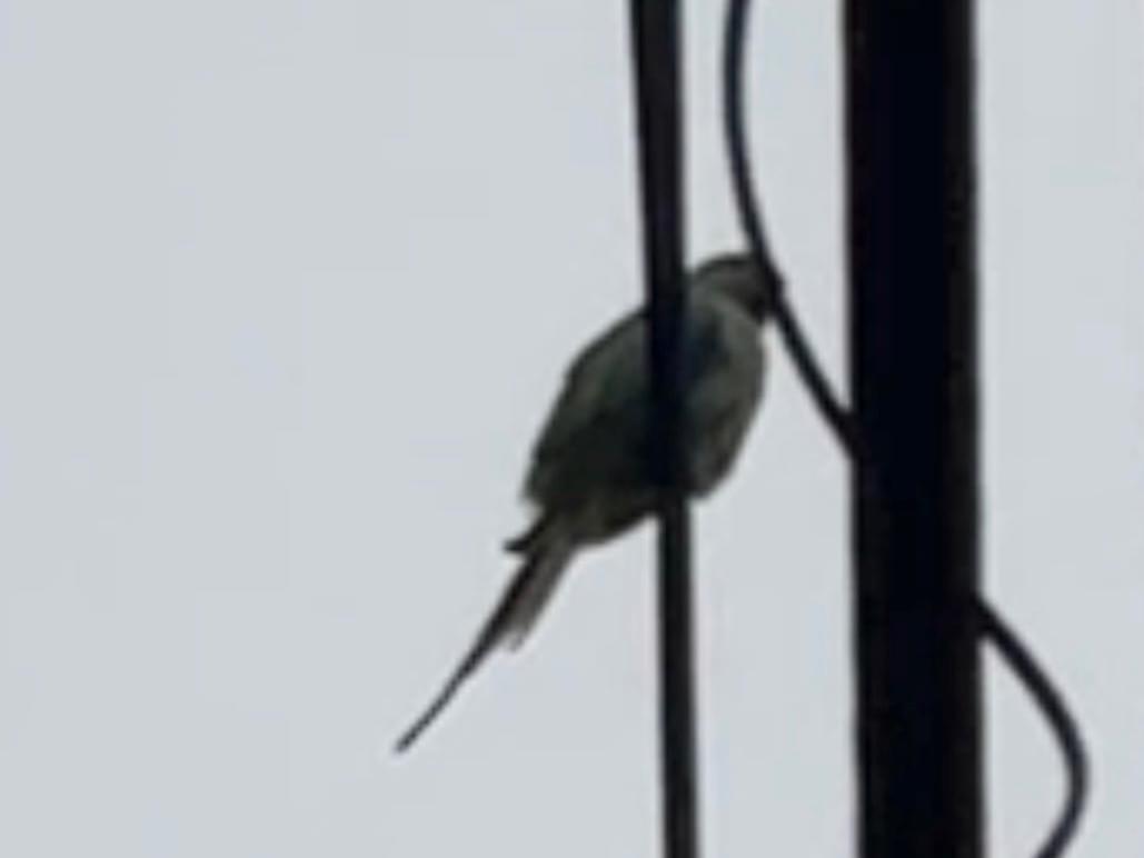 目撃された鳥