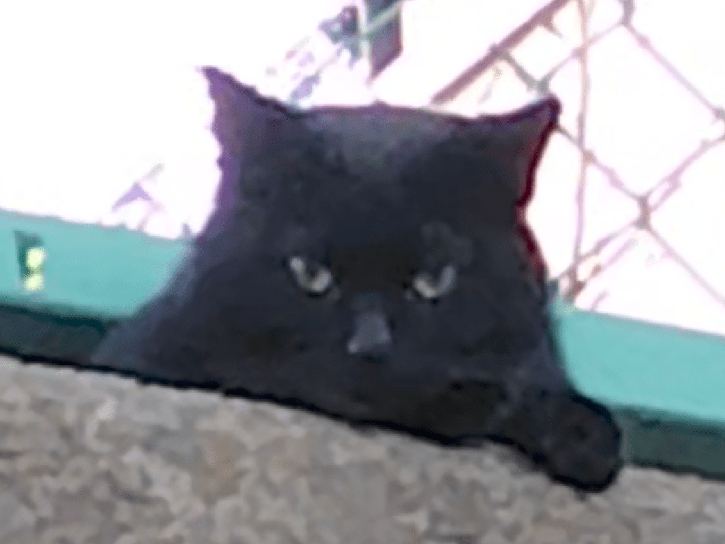 目撃された猫 目撃された猫