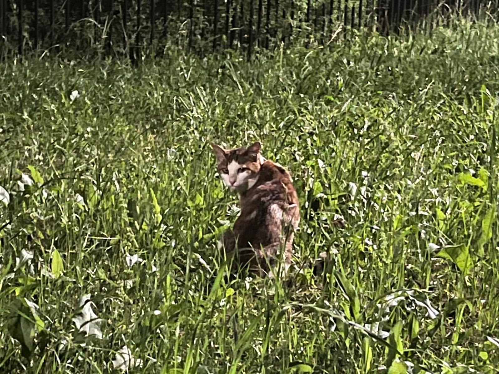 目撃された猫 目撃された猫
