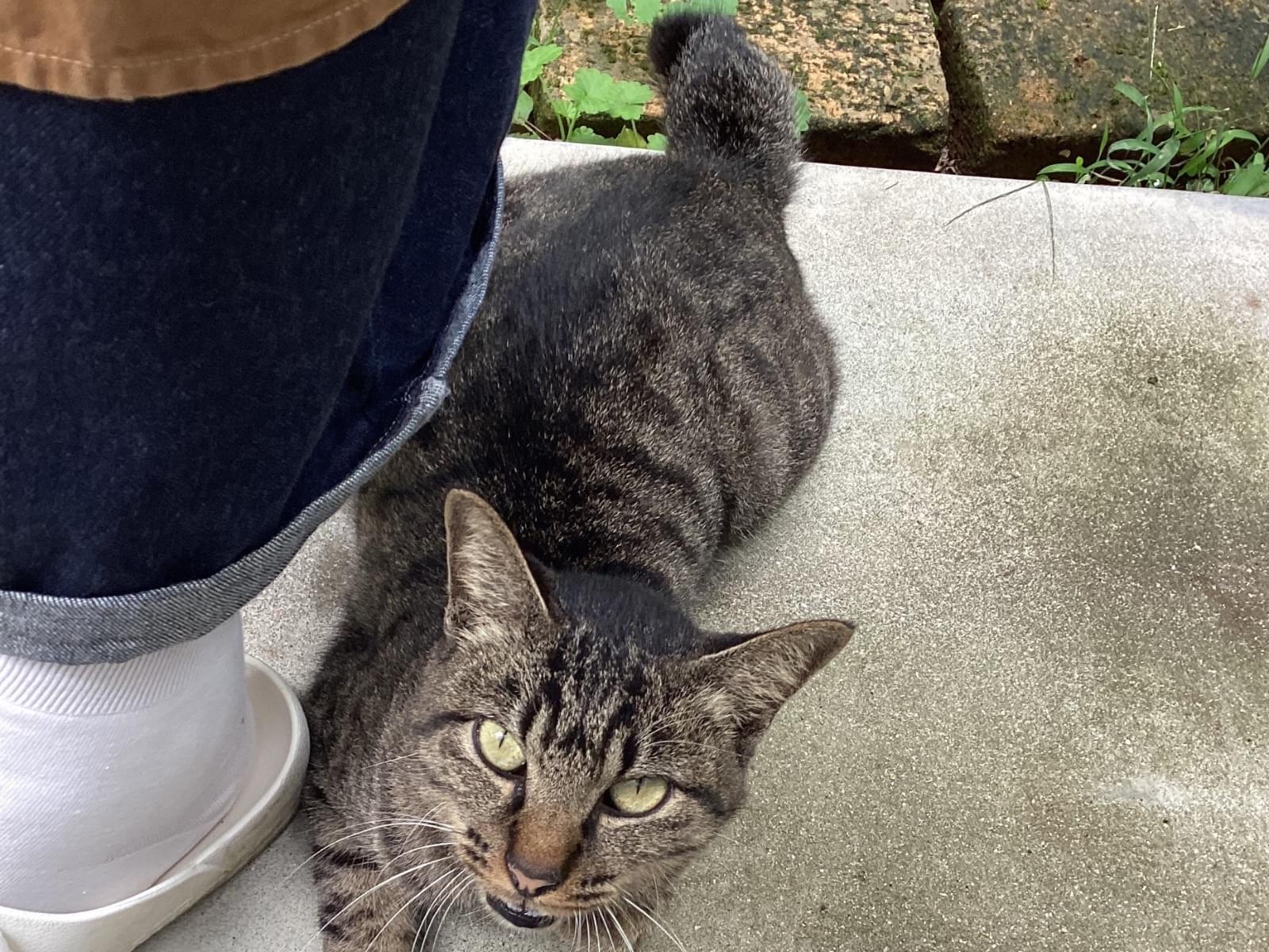 保護された猫 保護された猫