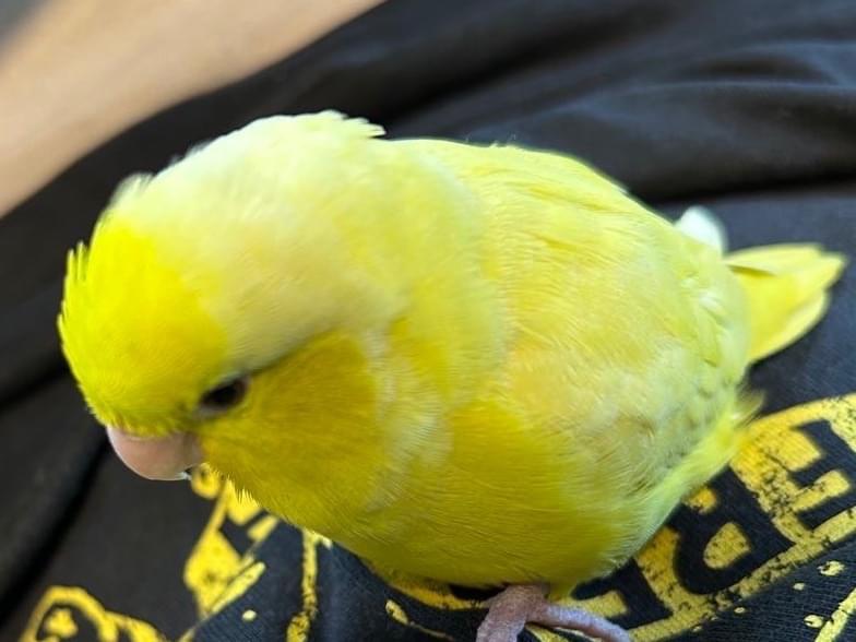 チョコボちゃん