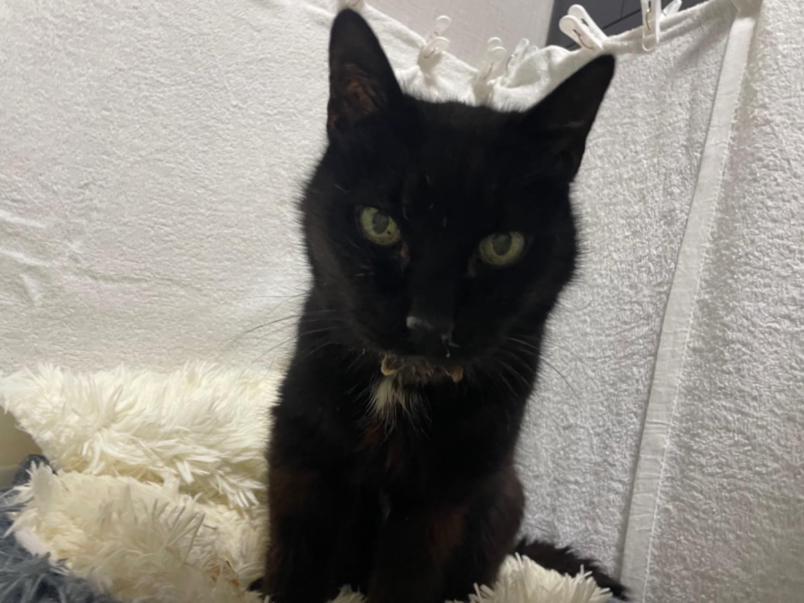 保護された猫 保護された猫
