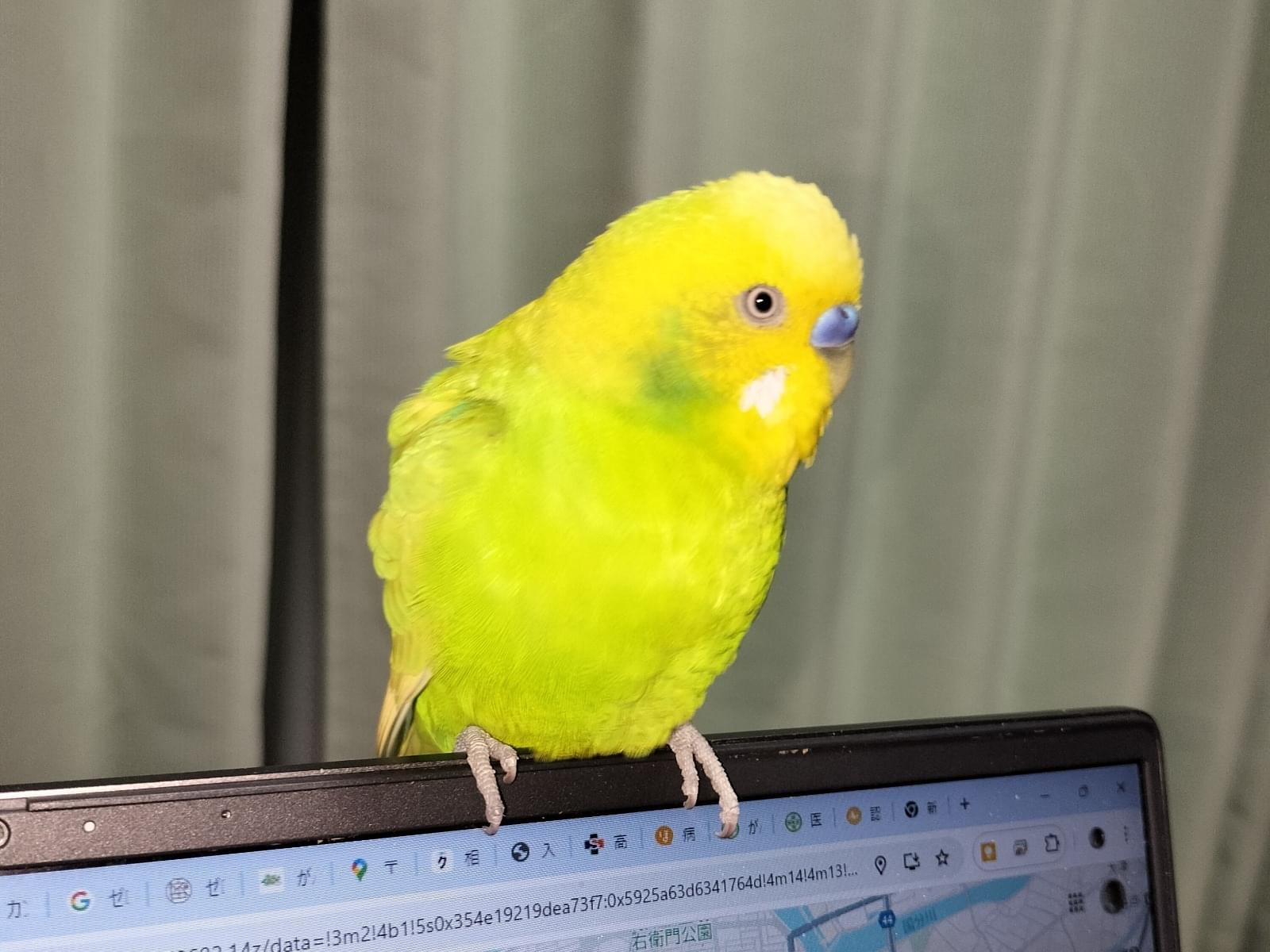 セキセイインコくんちゃん セキセイインコくんちゃん