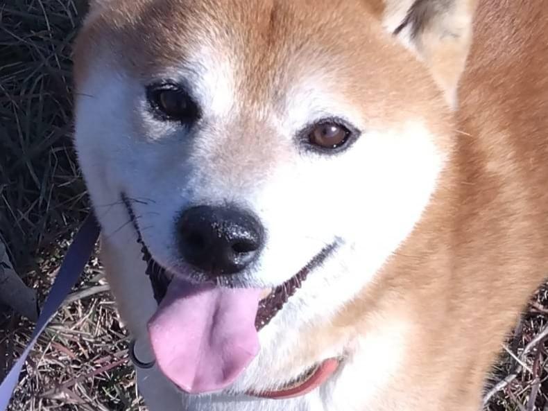 ふくまるちゃん