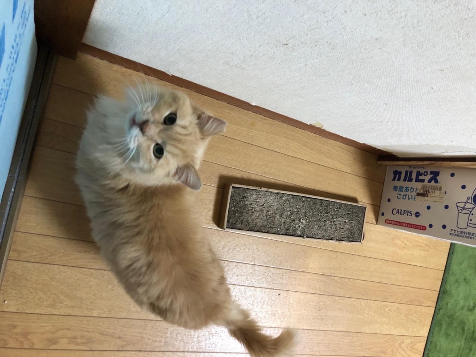 保護された猫 保護された猫
