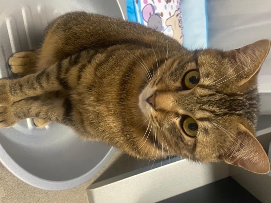 保護された猫 保護された猫