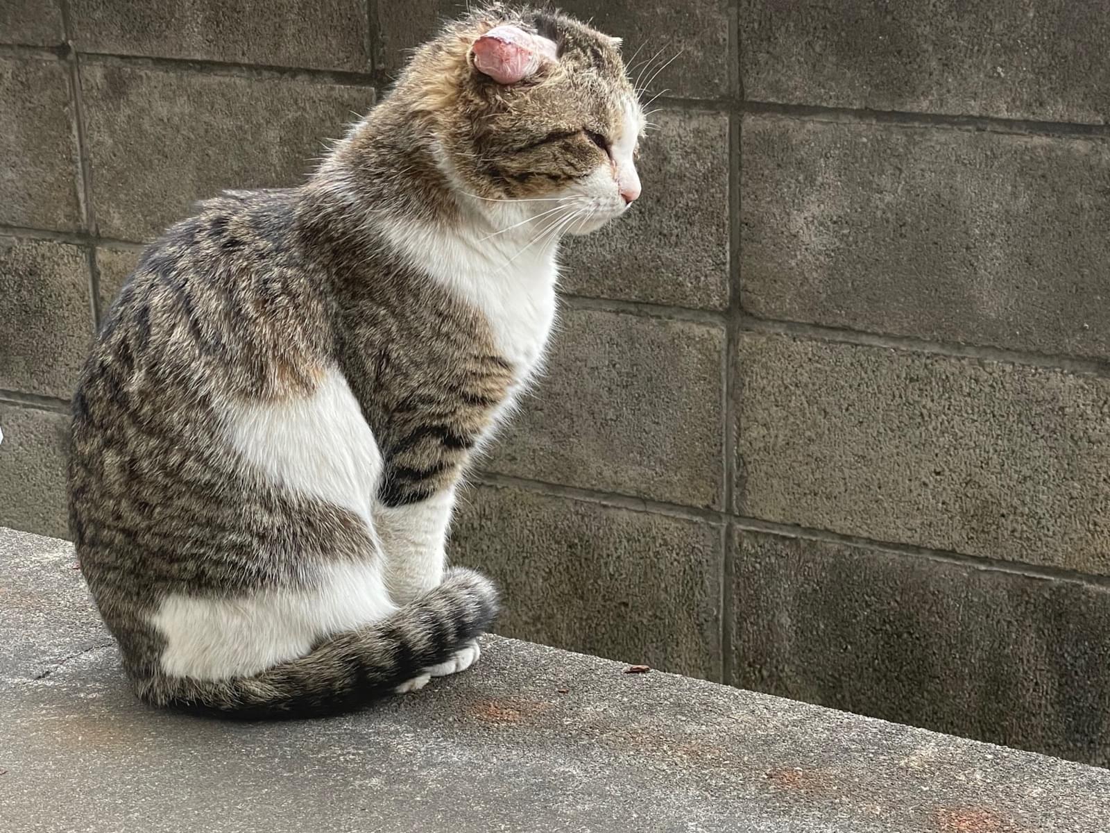 目撃された猫 目撃された猫