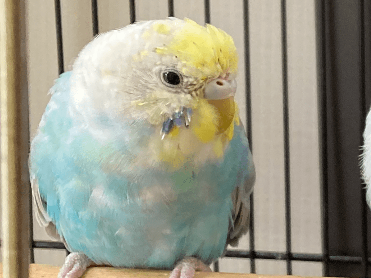 レンちゃん レンちゃん