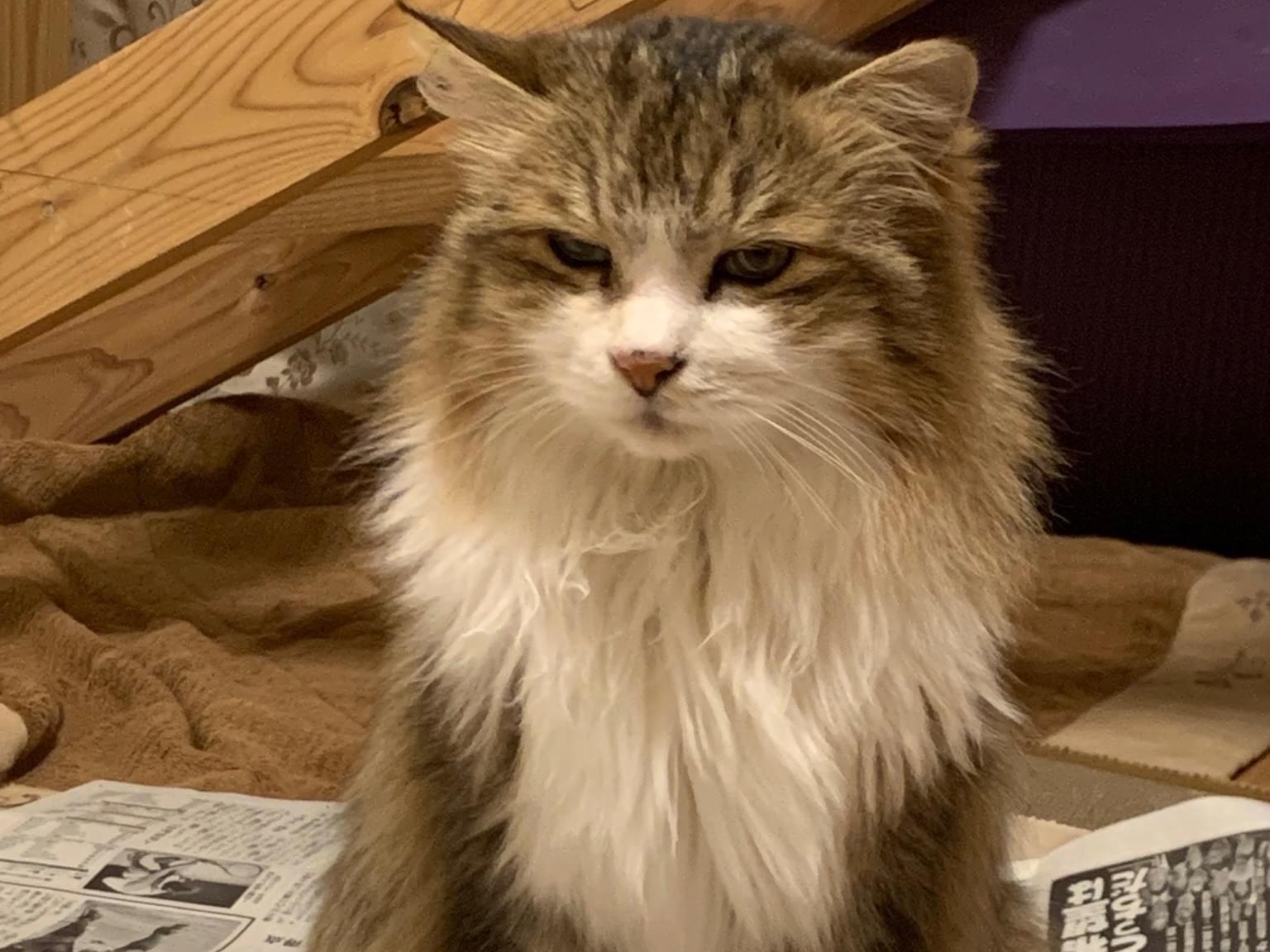 保護された猫 保護された猫