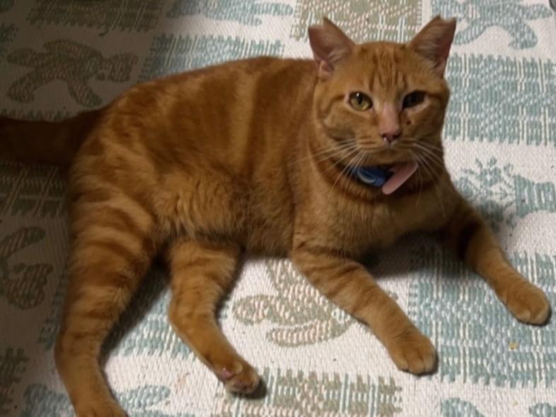 ちゃまるちゃん