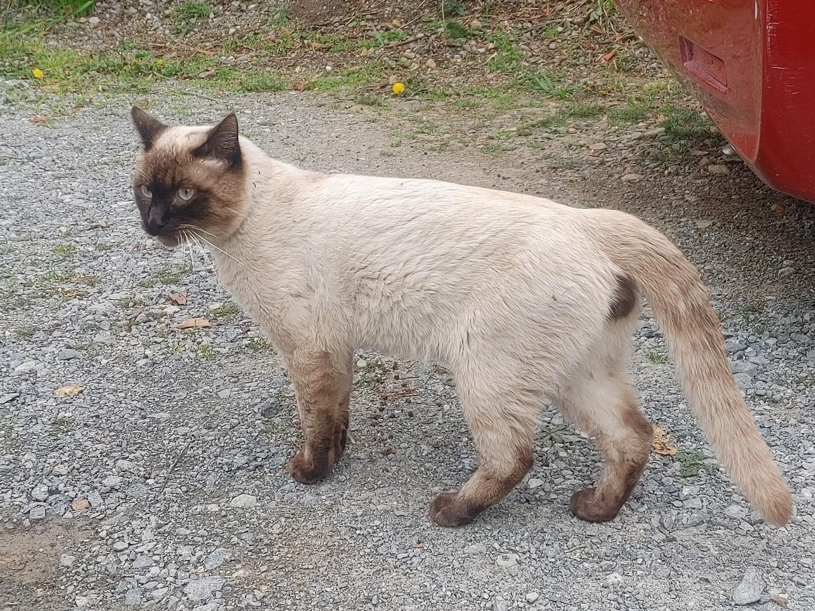 保護された猫 保護された猫