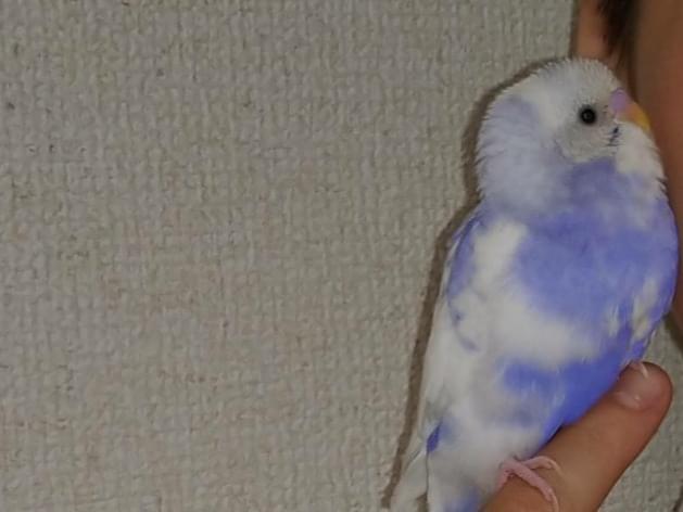 ぴーちゃん ぴーちゃん
