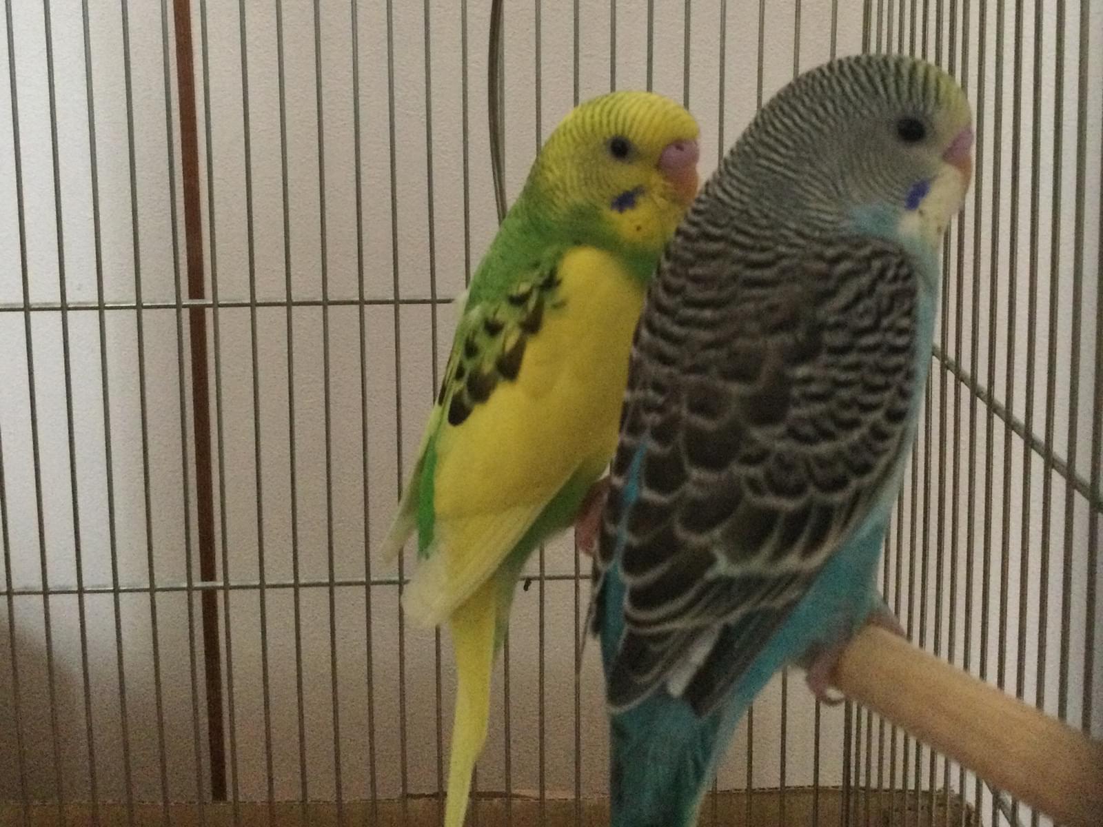 さくらちゃん さくらちゃん