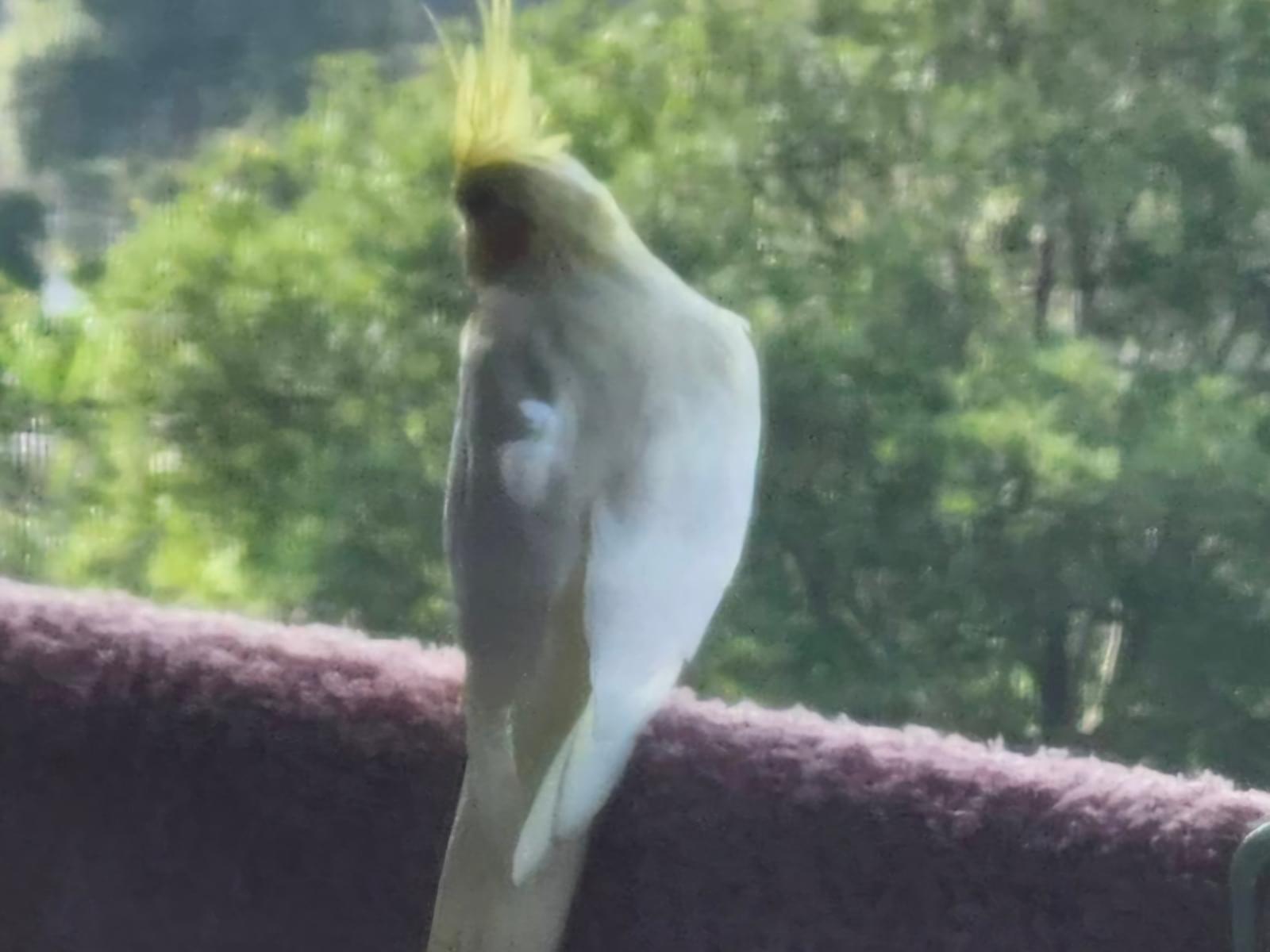目撃された鳥 目撃された鳥