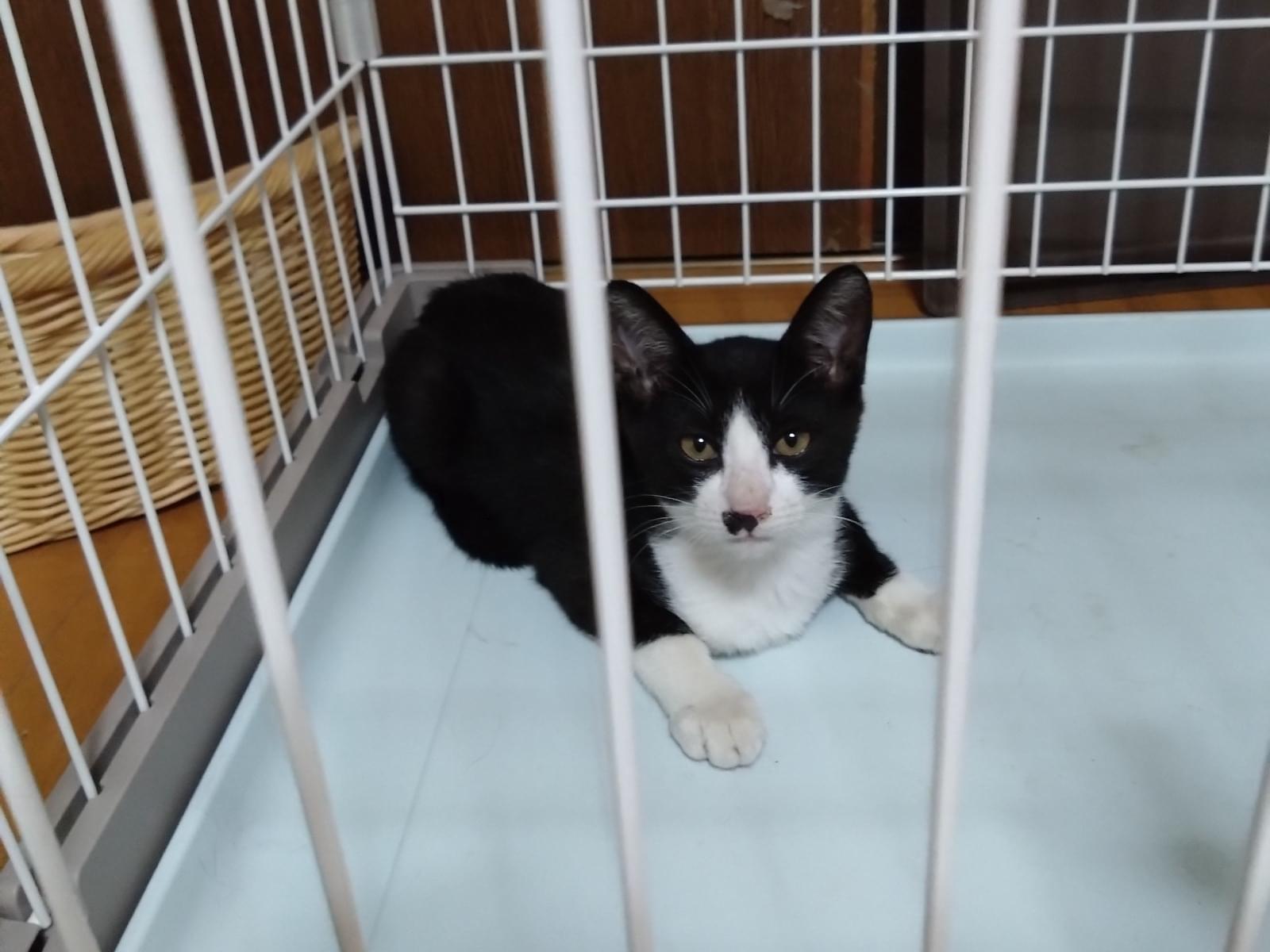 保護された猫 保護された猫