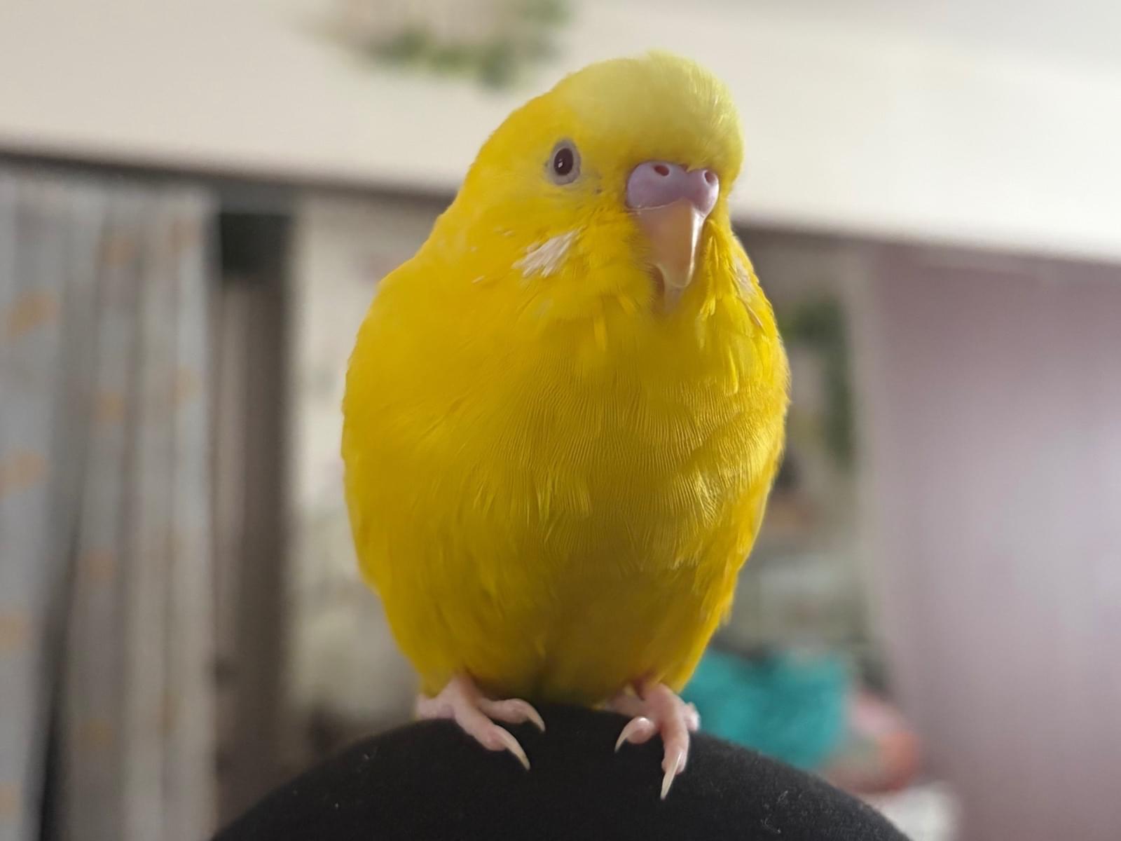 モネちゃん