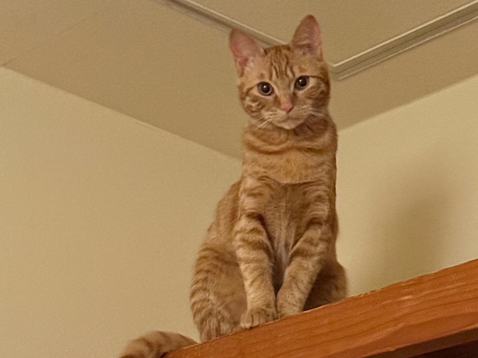 やっさちゃん やっさちゃん