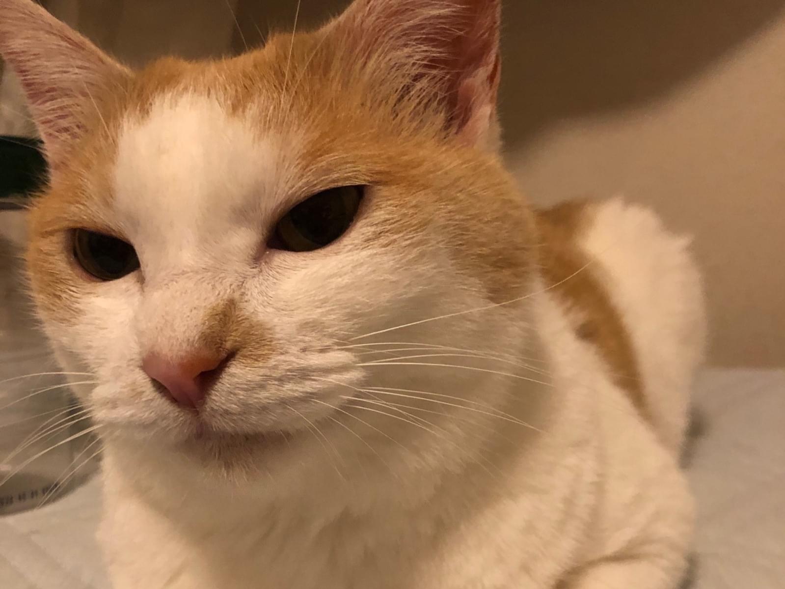 猫 ハチワレ グレー とっても甘えたなハチワレ茶トラ」大阪府