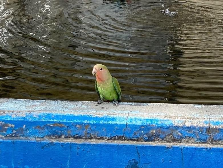 保護された鳥 保護された鳥